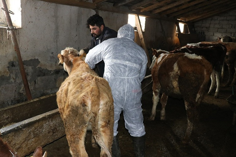 Şap hastalığı ilk Hakkari’de görüldü Türkiyede seferberlik başlatıldı