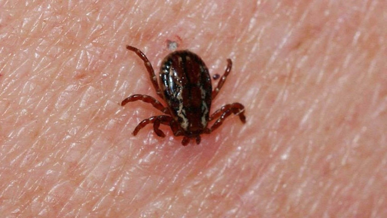 Tehlike artık İstanbul ve İzmirde de görülüyor Uzman isim Olmaması gerekenler var deyip açıkladı: Müracaat sayısı oldukça fazla