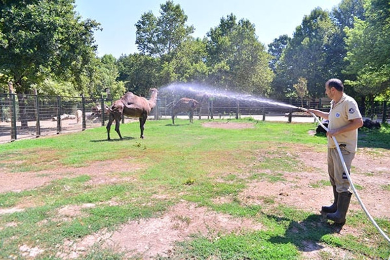 Çöl sıcakları etkisini gösterdi termometreler 45 dereceyi gördü Hortumla serinlediler