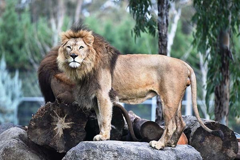 İzmirde aslan dehşeti Aslanların lideri öldürdü