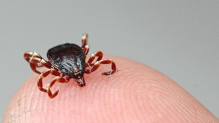 Dünyanın dört bir yanında görülüyor... Lyme hastalığı ‘ABD’nin biyolojik silahı mı