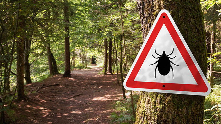 Dünyanın dört bir yanında görülüyor... Lyme hastalığı ‘ABD’nin biyolojik silahı mı