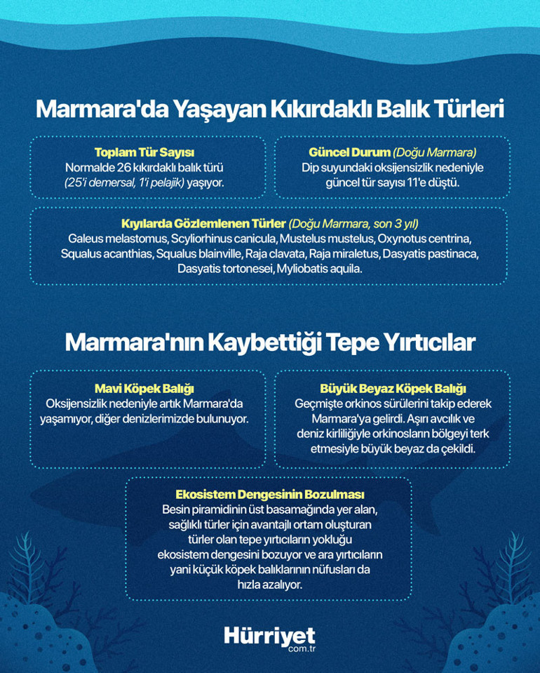 Marmara Denizi’nde oksijen bitiyor Köpek balıkları ve vatozlar kıyılara gelmeye başladı… Şimdi ne olacak