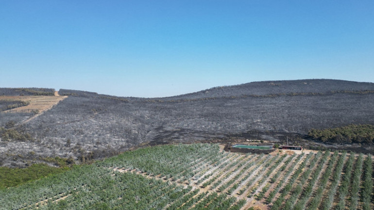 Orman yangınlarında son durum | Şarköy ve Geliboluda yangınlar kontrol altında Balıkesirde müdahale sürüyor