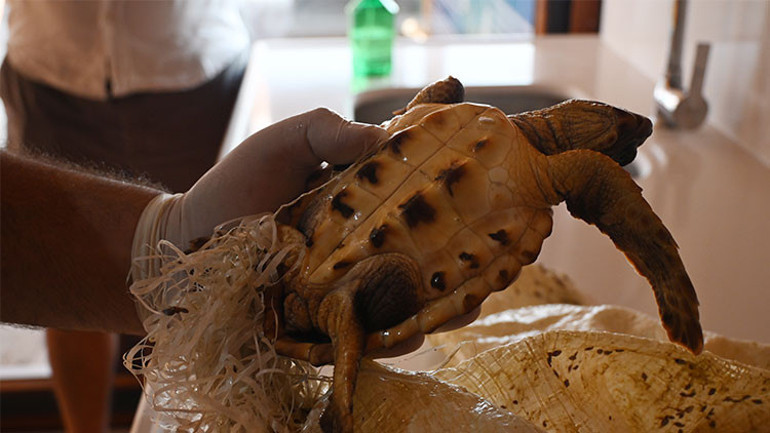 İşte böyle bulundu Deniz kaplumbağasını Sahil Güvenlik kurtardı