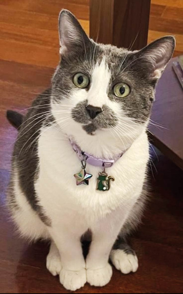 Parkinson hastalığını kokusundan tanıyabildiler