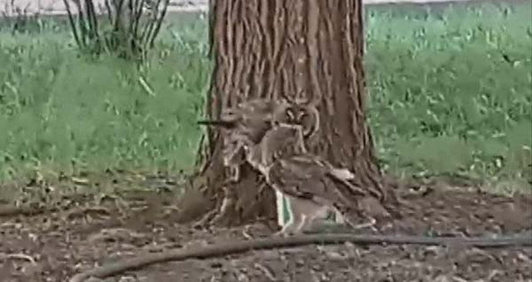 Evinizin çevresinde görürseniz sevinin deyip uyardı: Sakın zarar vermeyin