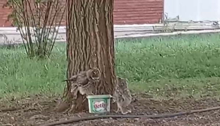 Evinizin çevresinde görürseniz sevinin deyip uyardı: Sakın zarar vermeyin