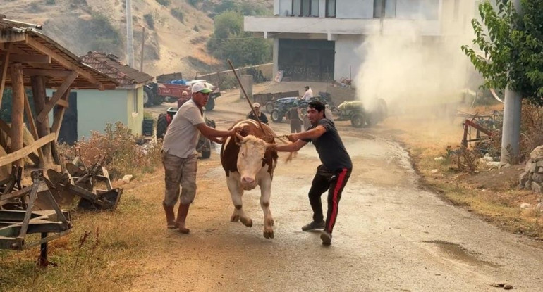 Son dakika haberi: Sakaryadaki orman yangını Bilecike sıçradı... Ekiplerin müdahalesi sürüyor