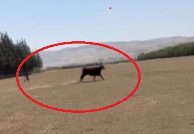 Yurt dışından getirdiği hayvanlardan üçü sevkiyatta firar etmişti Vatandaşları uyardı: Görürseniz kaçın