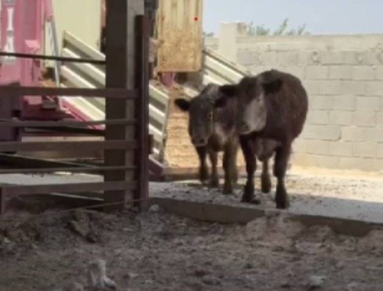 Yurt dışından getirdiği hayvanlardan üçü sevkiyatta firar etmişti Vatandaşları uyardı: Görürseniz kaçın