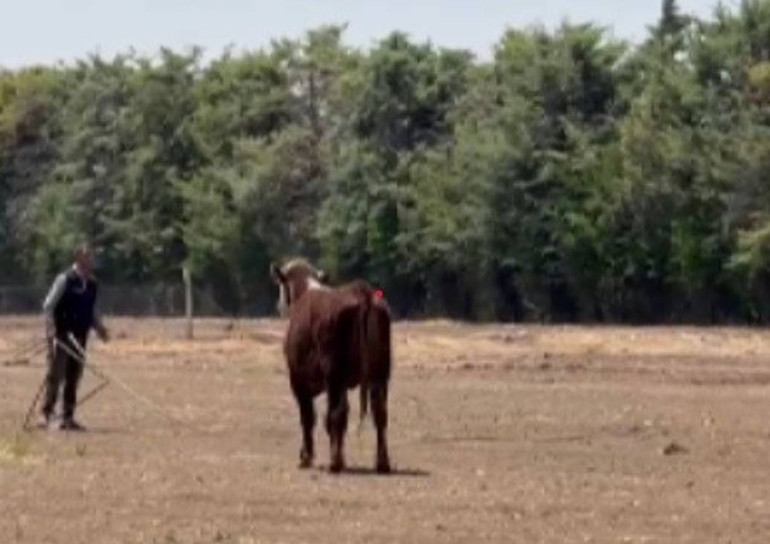 Yurt dışından getirdiği hayvanlardan üçü sevkiyatta firar etmişti Vatandaşları uyardı: Görürseniz kaçın