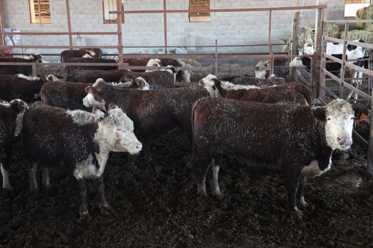 Yurt dışından getirdiği hayvanlardan üçü sevkiyatta firar etmişti Vatandaşları uyardı: Görürseniz kaçın