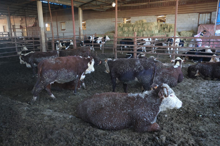 Yurt dışından getirdiği hayvanlardan üçü sevkiyatta firar etmişti Vatandaşları uyardı: Görürseniz kaçın