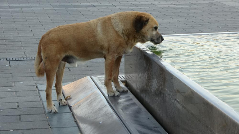 İstanbullu esnafın sıcakla mücadelesi: Sıcaklık 100 dereceyi buluyor