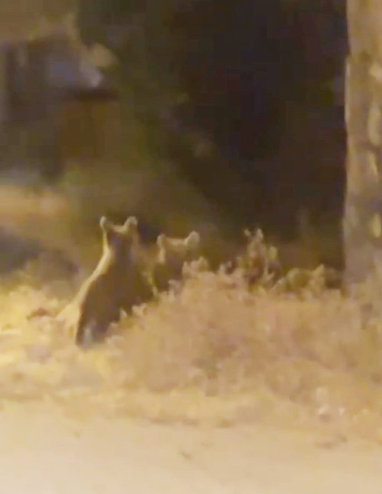 İki yavrusuyla birlikte ilçe merkezine indi: O anlar kamerada