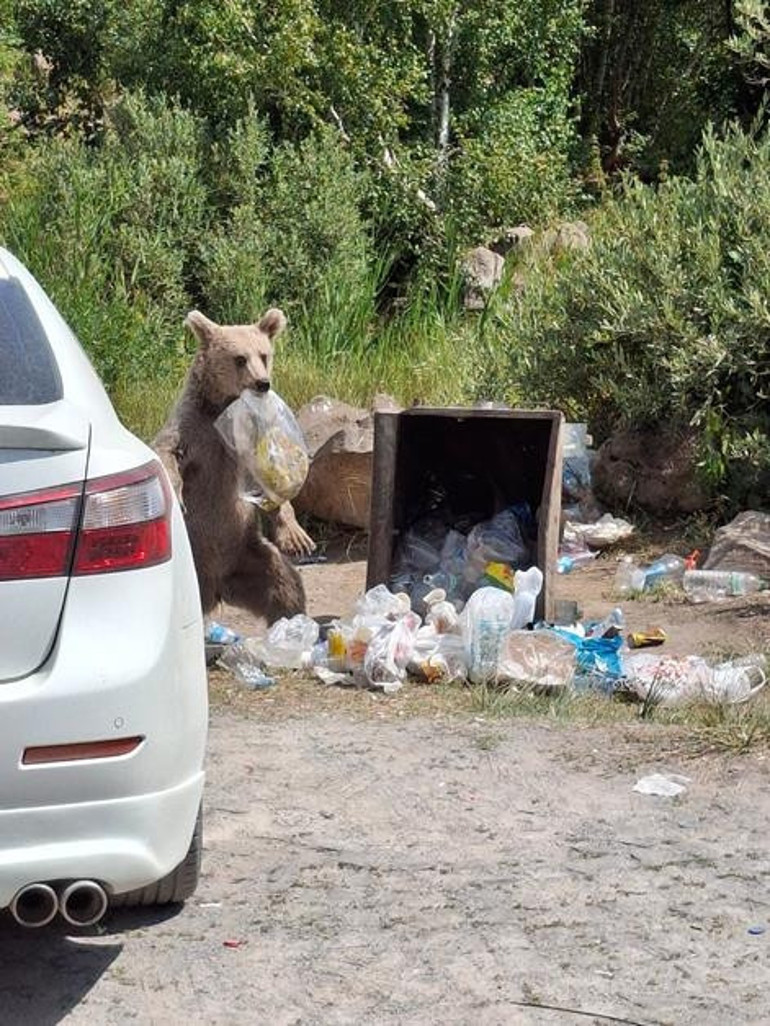 Dağlarına bahar gelmiş memleketimin