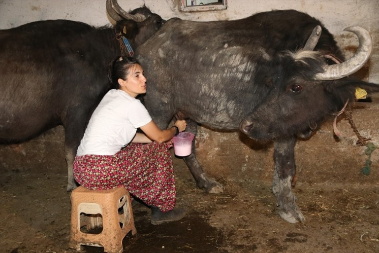 İstanbuldaki yaşamlarını bırakıp köylerinde bu işe başladılar: 14 taneyle adım atıp sayıyı 41e çıkardılar