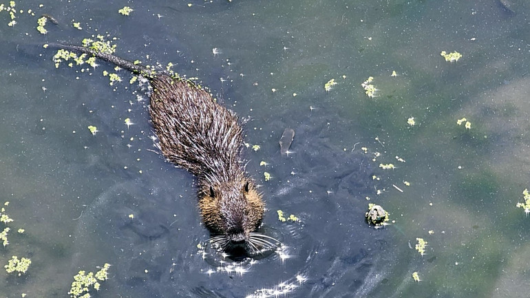 Kürkleri için çiftliklerde yetiştiriliyorlar Su taşkınıyla Edirneye geldiler: Görenler şaşkınlıkla izliyor