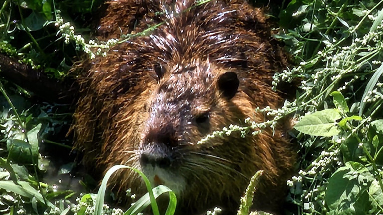 Kürkleri için çiftliklerde yetiştiriliyorlar Su taşkınıyla Edirneye geldiler: Görenler şaşkınlıkla izliyor