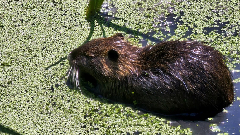 Kürkleri için çiftliklerde yetiştiriliyorlar Su taşkınıyla Edirneye geldiler: Görenler şaşkınlıkla izliyor