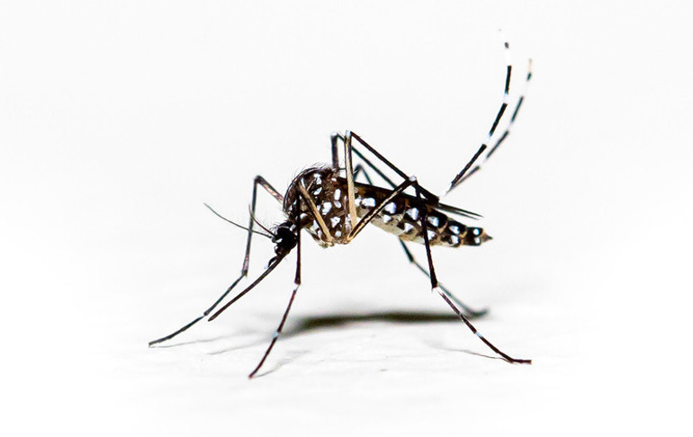 Chikungunya ateşi yayılıyor Tüm Ege ve Karadeniz sahili kırmızı alanda Küresel bir salgına dönüşür mü