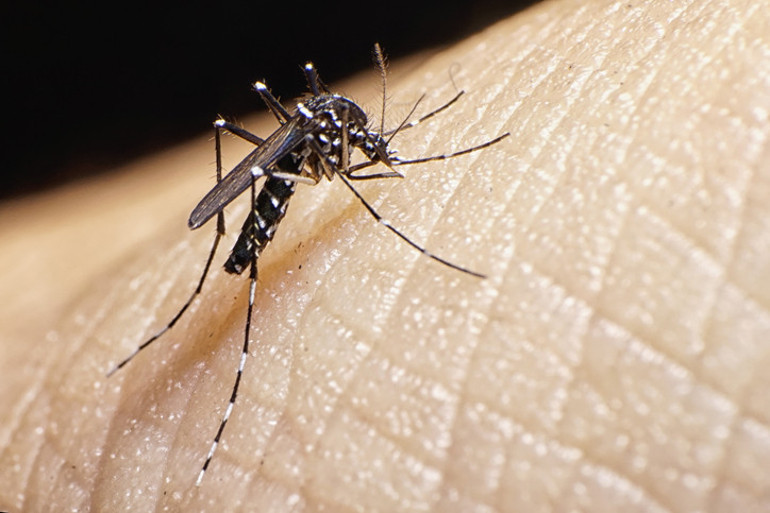 Chikungunya ateşi yayılıyor Tüm Ege ve Karadeniz sahili kırmızı alanda Küresel bir salgına dönüşür mü