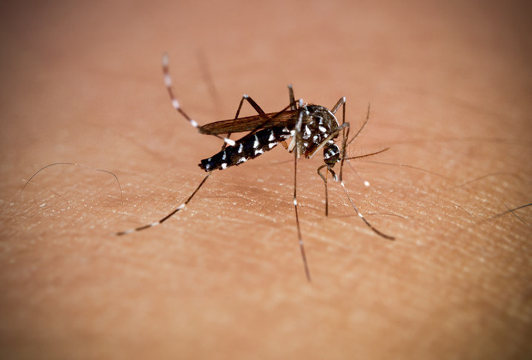 Chikungunya ateşi yayılıyor Tüm Ege ve Karadeniz sahili kırmızı alanda Küresel bir salgına dönüşür mü