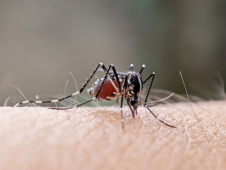 Chikungunya ateşi yayılıyor Tüm Ege ve Karadeniz sahili kırmızı alanda Küresel bir salgına dönüşür mü