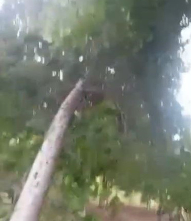 Sıcaklık rekoru kırılan kentte fırtına etkili oldu Ağaçlar yerinden söküldü