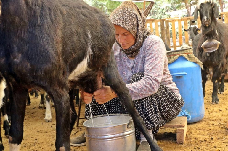 100e yakın hayvanı telef olunca teknolojiye başvurdu: İnternetten bakarak öğrendim