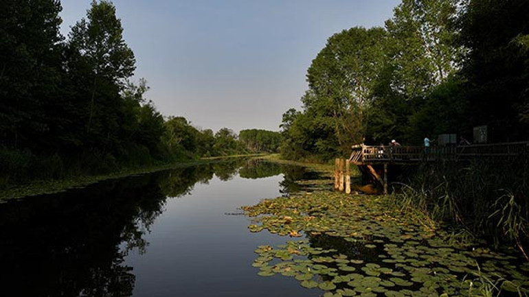 Tek parça olmasıyla dikkat çekiyor Burası dünyada ikinci Türkiyede tek | Longoz tarif edilemez, yaşanır
