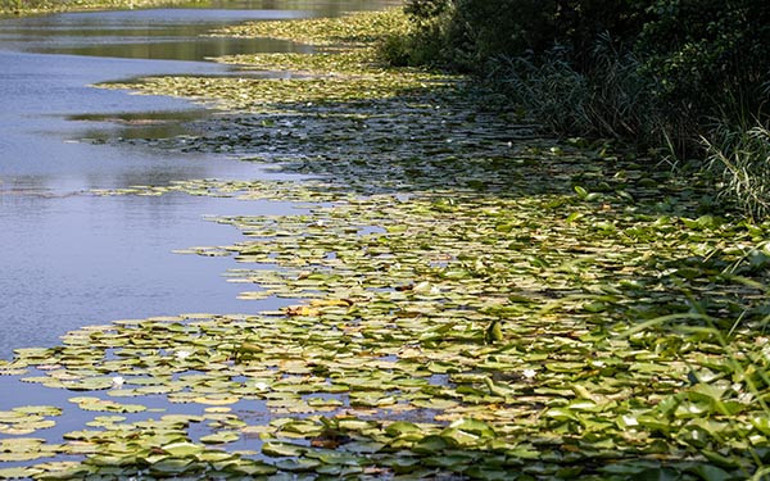 Tek parça olmasıyla dikkat çekiyor Burası dünyada ikinci Türkiyede tek | Longoz tarif edilemez, yaşanır