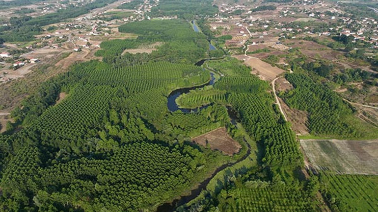Tek parça olmasıyla dikkat çekiyor Burası dünyada ikinci Türkiyede tek | Longoz tarif edilemez, yaşanır