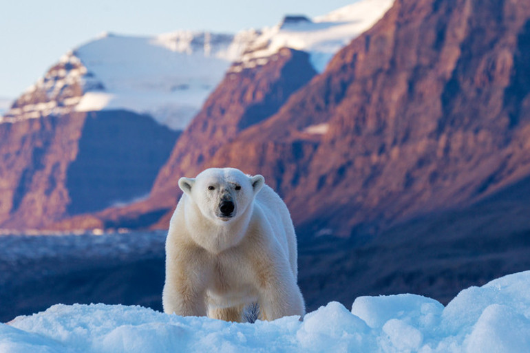 Svalbard’da vahşi doğayla iç içe bir yaşam