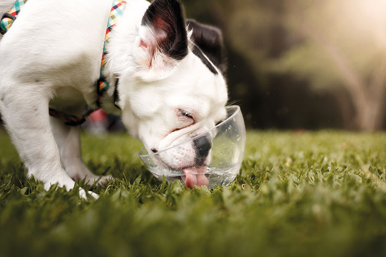 Köpeklerin içtiği sudaki tehlike