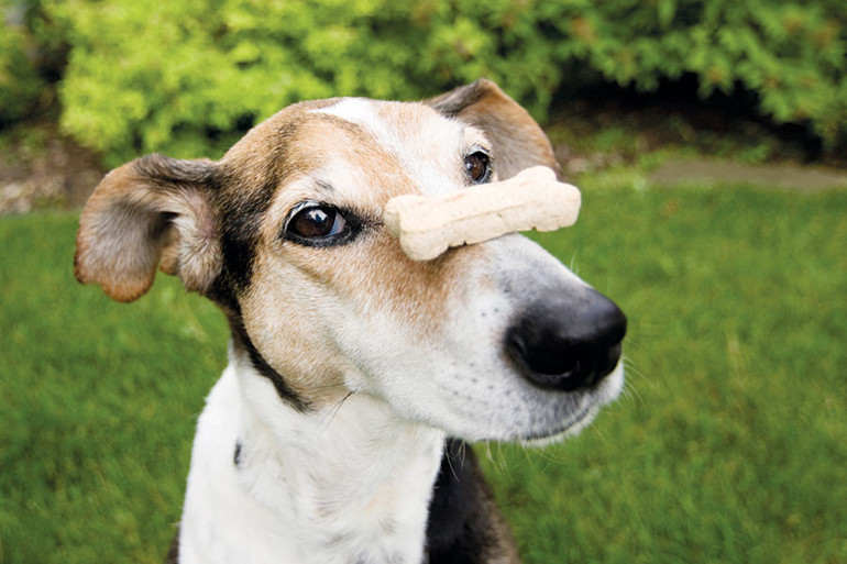 Köpeklerin içtiği sudaki tehlike
