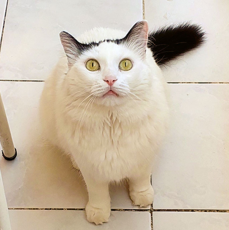 Köpeklerin içtiği sudaki tehlike