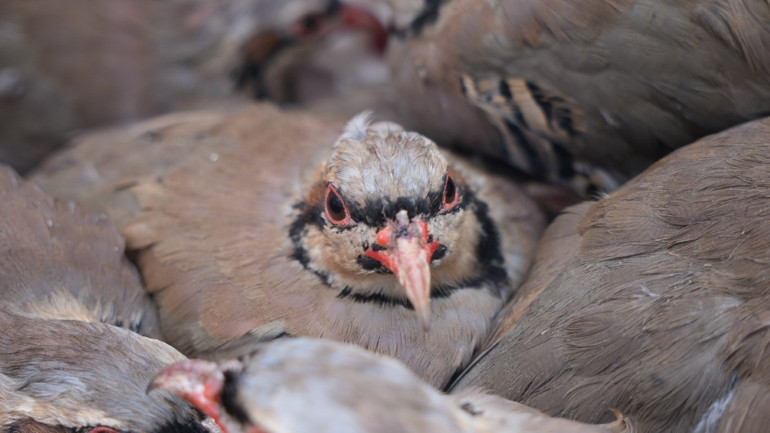 Mücadele sürüyor Son zamanlarda artan tehlikeye karşı doğaya salınıyorlar... Sayı 1 milyona yaklaştı