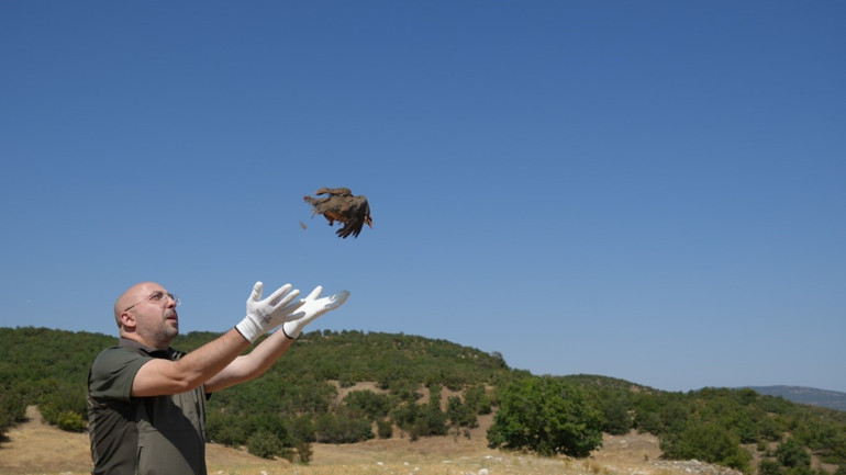 Mücadele sürüyor Son zamanlarda artan tehlikeye karşı doğaya salınıyorlar... Sayı 1 milyona yaklaştı