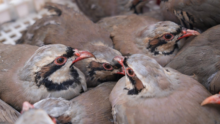 Mücadele sürüyor Son zamanlarda artan tehlikeye karşı doğaya salınıyorlar... Sayı 1 milyona yaklaştı