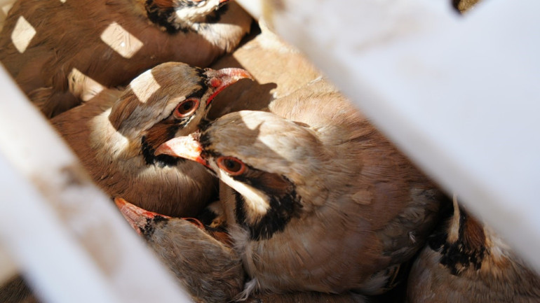 Mücadele sürüyor Son zamanlarda artan tehlikeye karşı doğaya salınıyorlar... Sayı 1 milyona yaklaştı