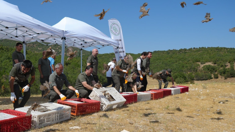 Mücadele sürüyor Son zamanlarda artan tehlikeye karşı doğaya salınıyorlar... Sayı 1 milyona yaklaştı