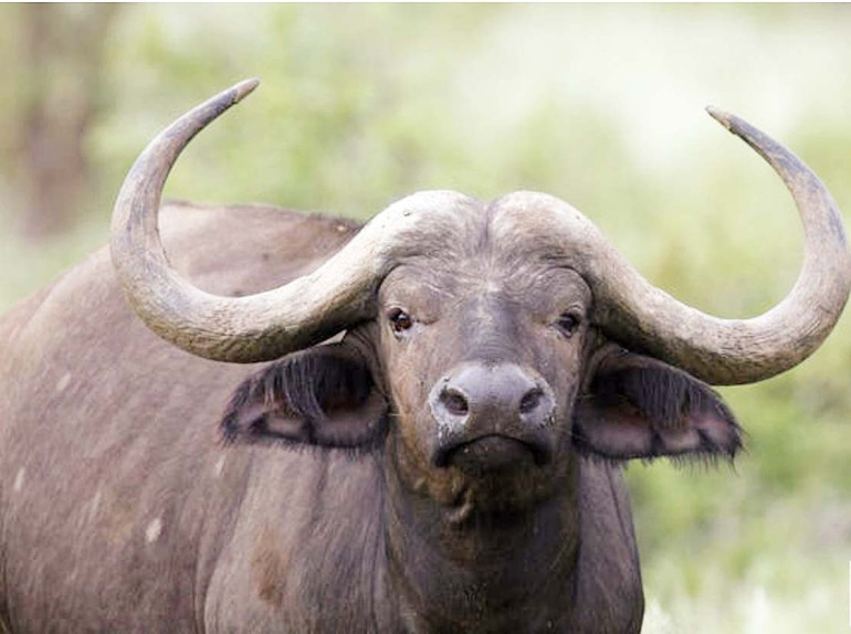 Ava giderken avlandı