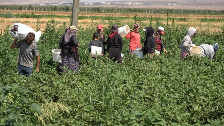 Kiliste yoldan geçenler için ekti Ücretsiz herkes alabiliyor