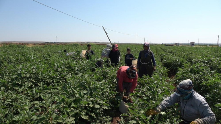 Kiliste yoldan geçenler için ekti Ücretsiz herkes alabiliyor