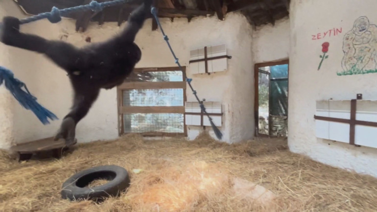 Yavru goril Zeytin Nijerya’ya iade edilecek