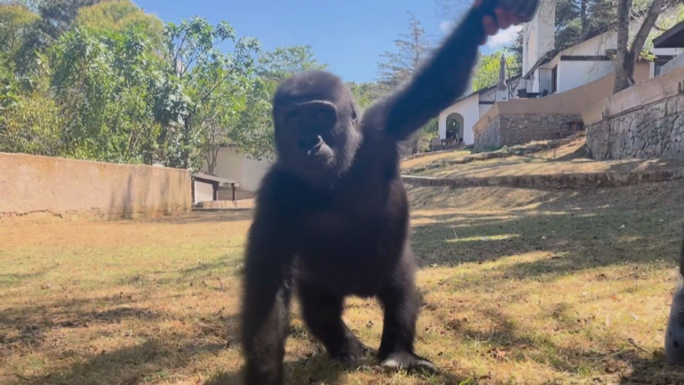 Yavru goril Zeytin Nijerya’ya iade edilecek