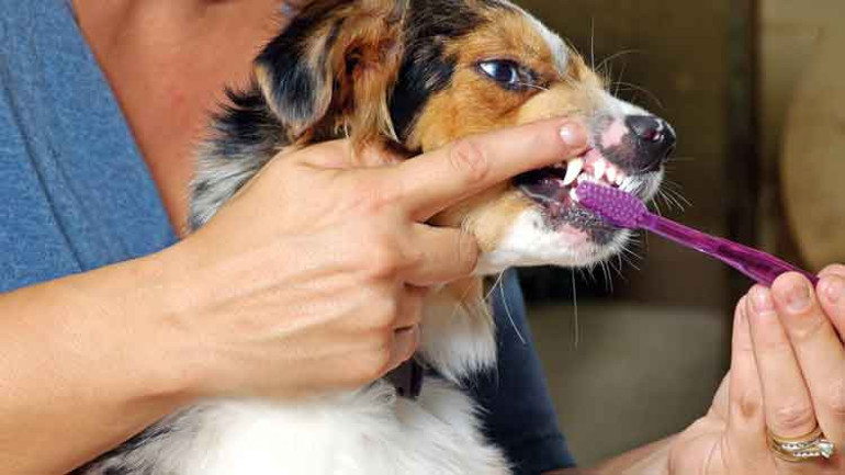 Köpekler insanlığı da kurtaracak