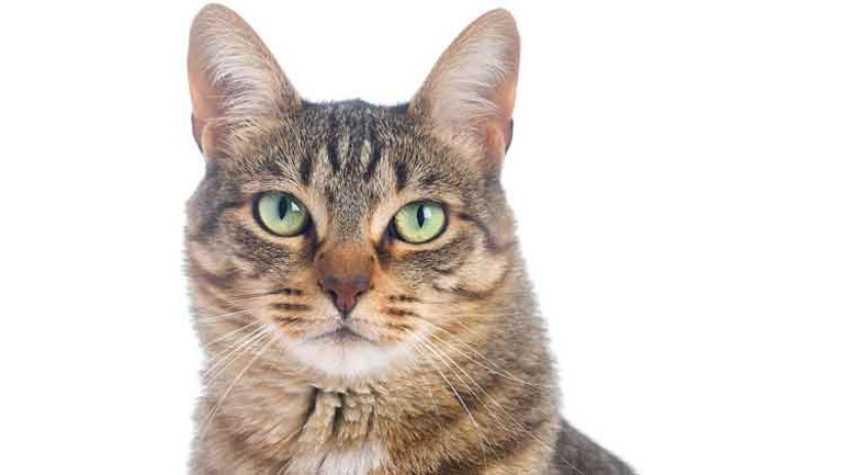 Köpekler insanlığı da kurtaracak